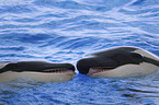 orcas