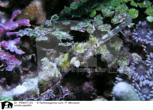 Flgel-Seenadel / ornate pipefish / PEM-01123