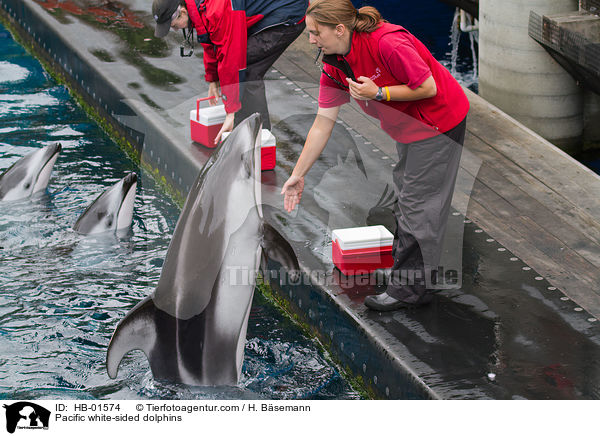 Pacific white-sided dolphins / HB-01574