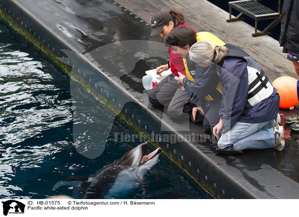 Weistreifendelfin / Pacific white-sided dolphin / HB-01575