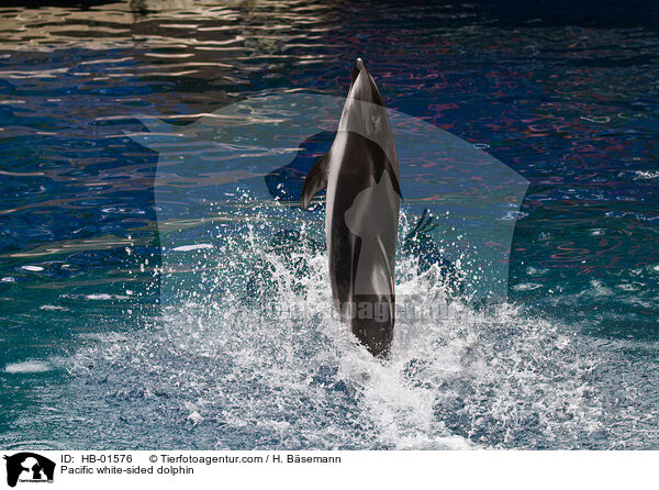 Weistreifendelfin / Pacific white-sided dolphin / HB-01576