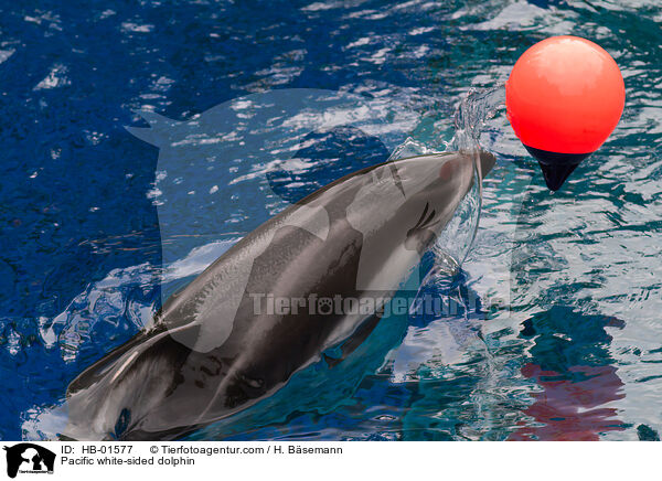 Weistreifendelfin / Pacific white-sided dolphin / HB-01577