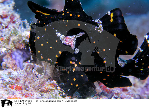 Gemalter Anglerfisch / painted frogfish / PEM-01009