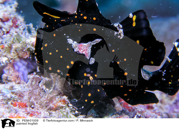 painted frogfish / PEM-01009