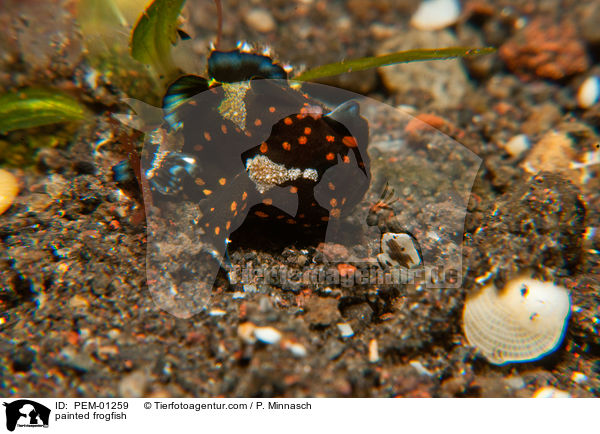 Gemalter Anglerfisch / painted frogfish / PEM-01259