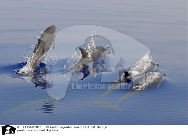 pantropical spotted dolphins / FLPA-01816
