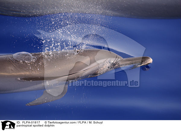 Schlankdelfin / pantropical spotted dolphin / FLPA-01817