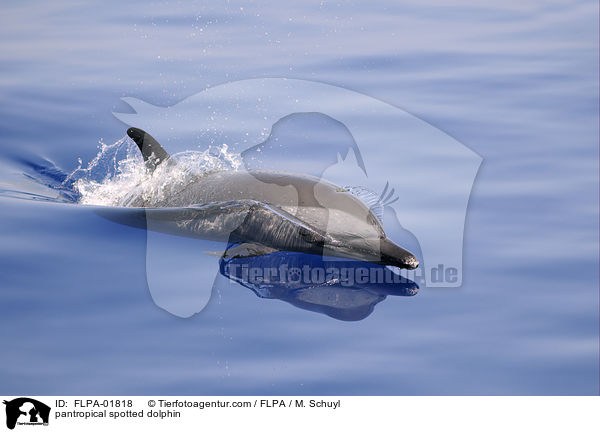 Schlankdelfin / pantropical spotted dolphin / FLPA-01818