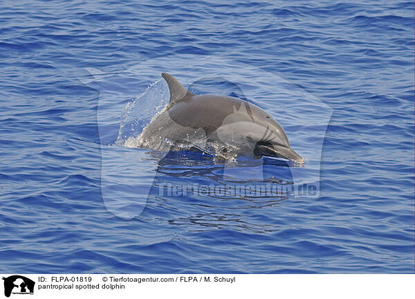 Schlankdelfin / pantropical spotted dolphin / FLPA-01819