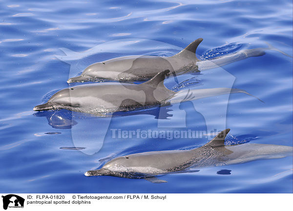 pantropical spotted dolphins / FLPA-01820