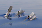 pantropical spotted dolphins