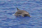 pantropical spotted dolphin