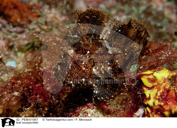 Schaukelfisch / leaf scorpionfish / PEM-01067