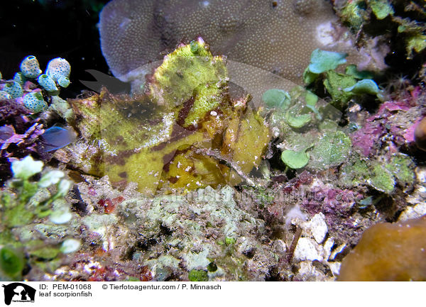leaf scorpionfish / PEM-01068