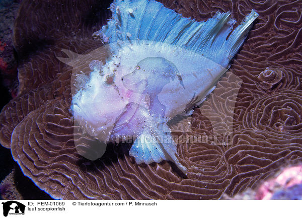 Schaukelfisch / leaf scorpionfish / PEM-01069