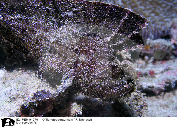 Schaukelfisch / leaf scorpionfish / PEM-01070
