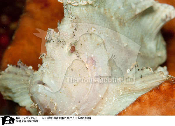 leaf scorpionfish / PEM-01071