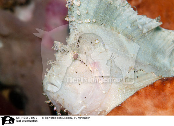 Schaukelfisch / leaf scorpionfish / PEM-01072