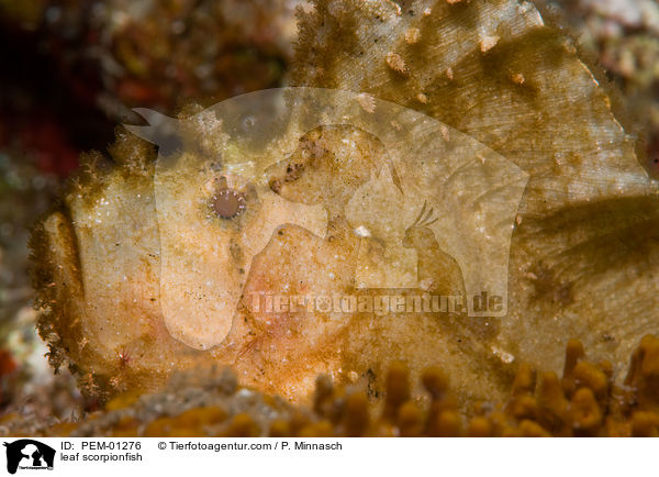 Schaukelfisch / leaf scorpionfish / PEM-01276