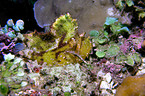 leaf scorpionfish