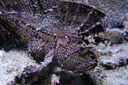 leaf scorpionfish