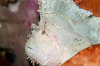 leaf scorpionfish