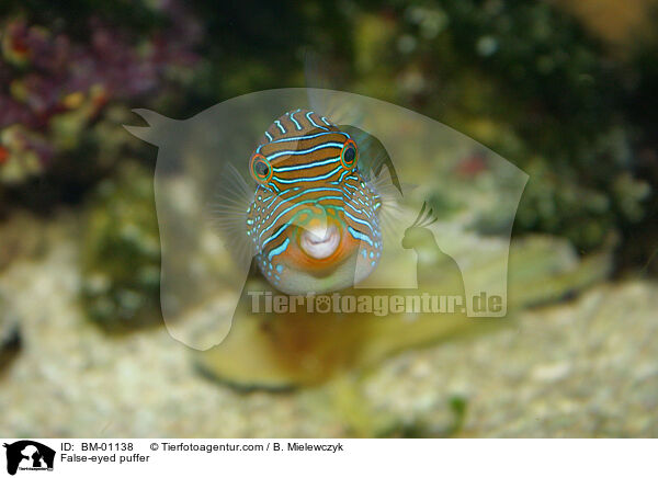 Papua-Spitzkopfkugelfisch / False-eyed puffer / BM-01138