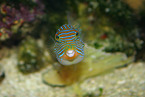 False-eyed puffer