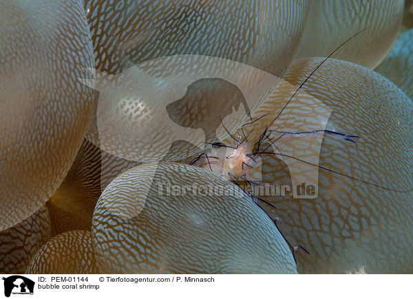bubble coral shrimp / PEM-01144