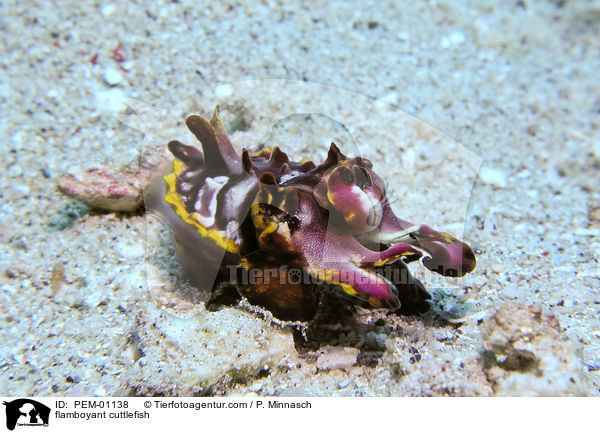 Prachtsepia / flamboyant cuttlefish / PEM-01138