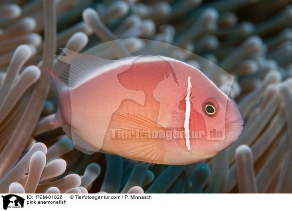 pink anemonefish / PEM-01026
