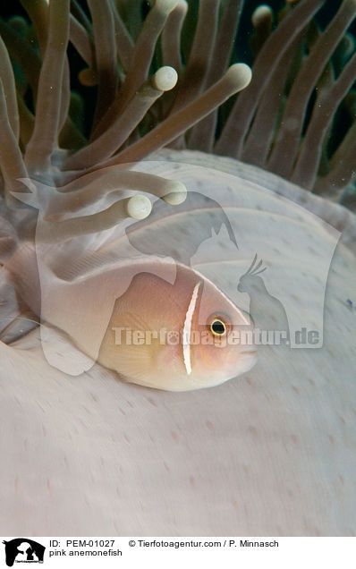 Halsband-Anemonenfisch / pink anemonefish / PEM-01027