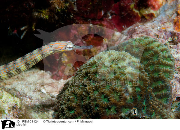 Seenadel / pipefish / PEM-01124