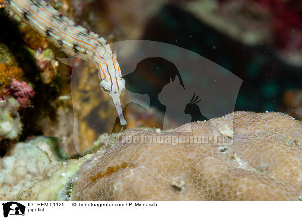 pipefish / PEM-01125