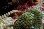 pipefish