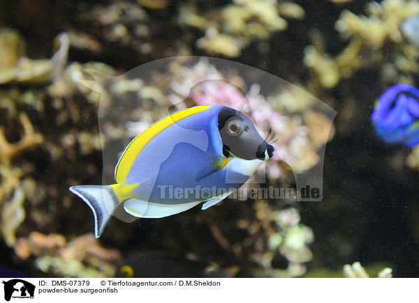 Weikehl-Doktorfisch / powder-blue surgeonfish / DMS-07379