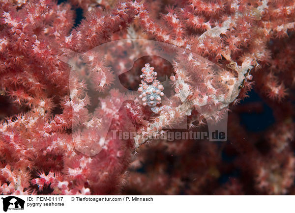 Zwerg-Seepferdchen / pygmy seahorse / PEM-01117