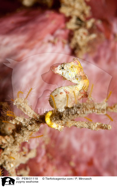 pygmy seahorse / PEM-01118