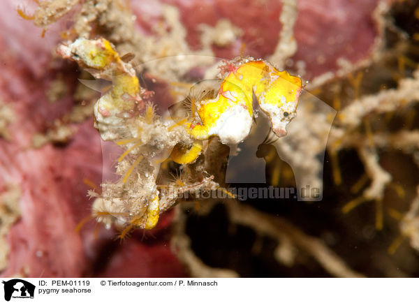 pygmy seahorse / PEM-01119