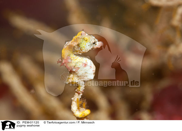 pygmy seahorse / PEM-01120