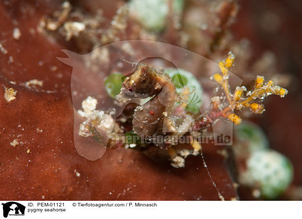 pygmy seahorse / PEM-01121