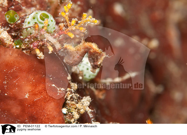 Zwerg-Seepferdchen / pygmy seahorse / PEM-01122