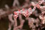 pygmy seahorse