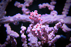 pygmy seahorse