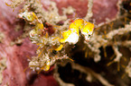 pygmy seahorse