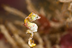 pygmy seahorse