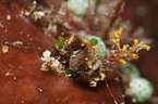 pygmy seahorse