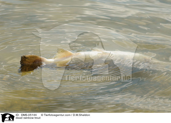 dead rainbow trout / DMS-05144
