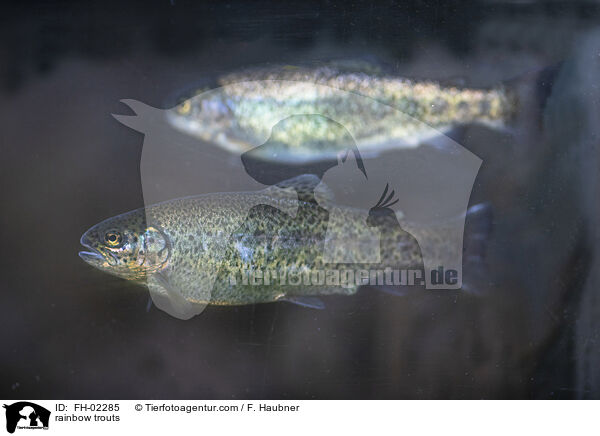 rainbow trouts / FH-02285