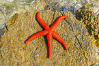 red sea star